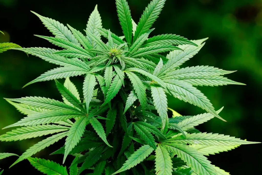 Jean Wyllys defende legalização da cannabis como bandeira eleitoral