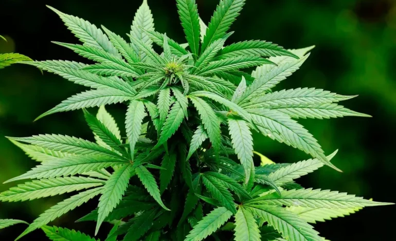 Jean Wyllys defende legalização da cannabis como bandeira eleitoral