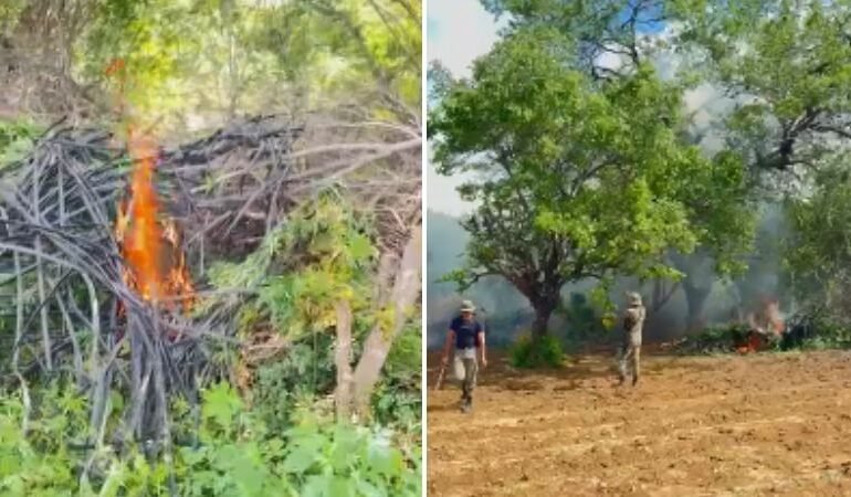 Incineração de 140 mil pés de maconha mobiliza forças de segurança na Bahia