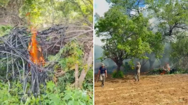 Incineração de 140 mil pés de maconha mobiliza forças de segurança na Bahia